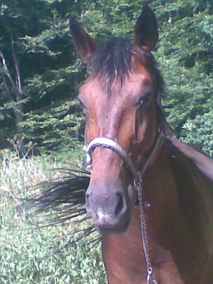 Hannoveraner Zacharias Star *solgt* billede 1