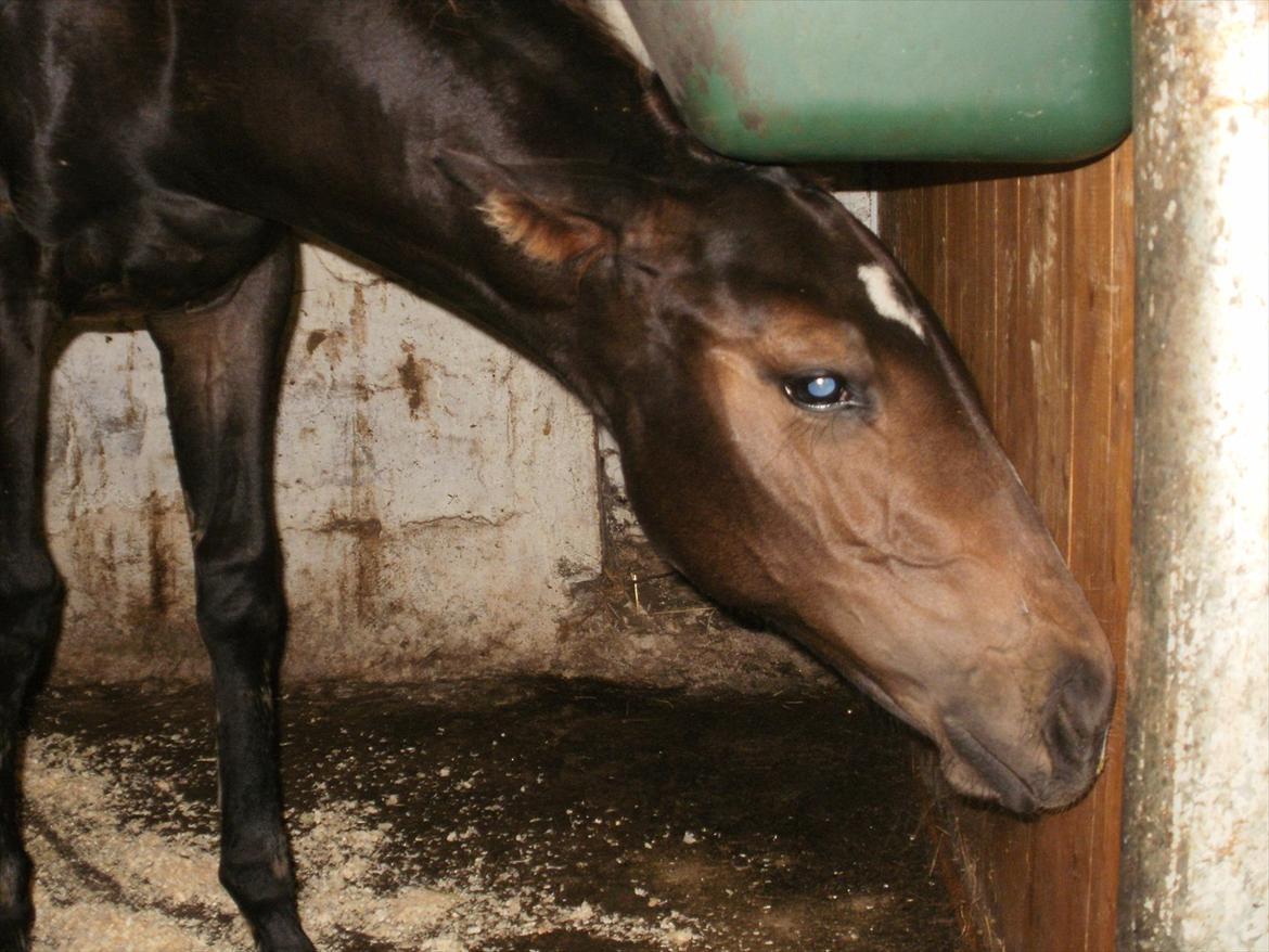 Fuldblod (XX) Miss Idaho - Uff som det klør.. billede 8