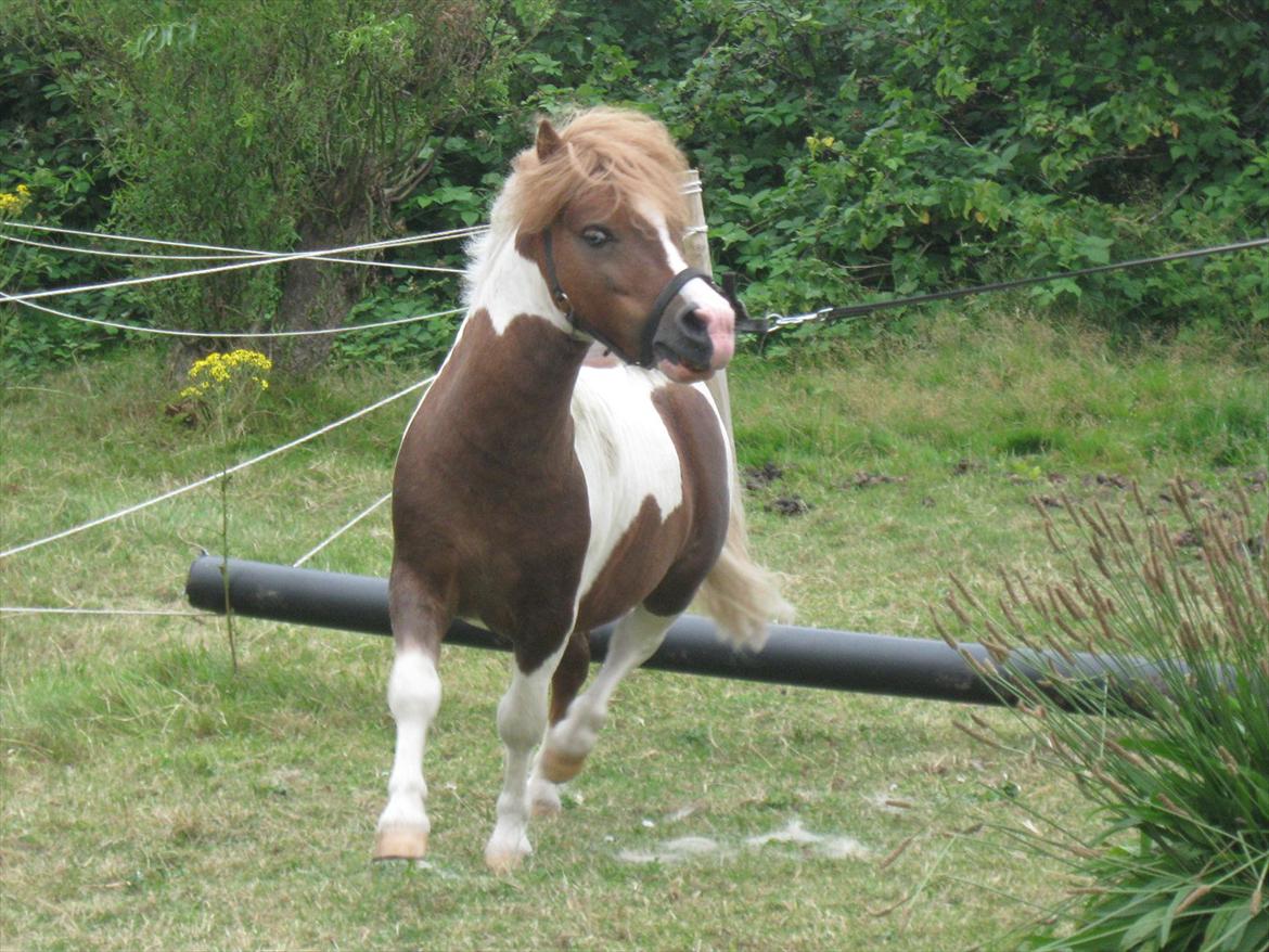 Anden særlig race Gizmo  billede 1
