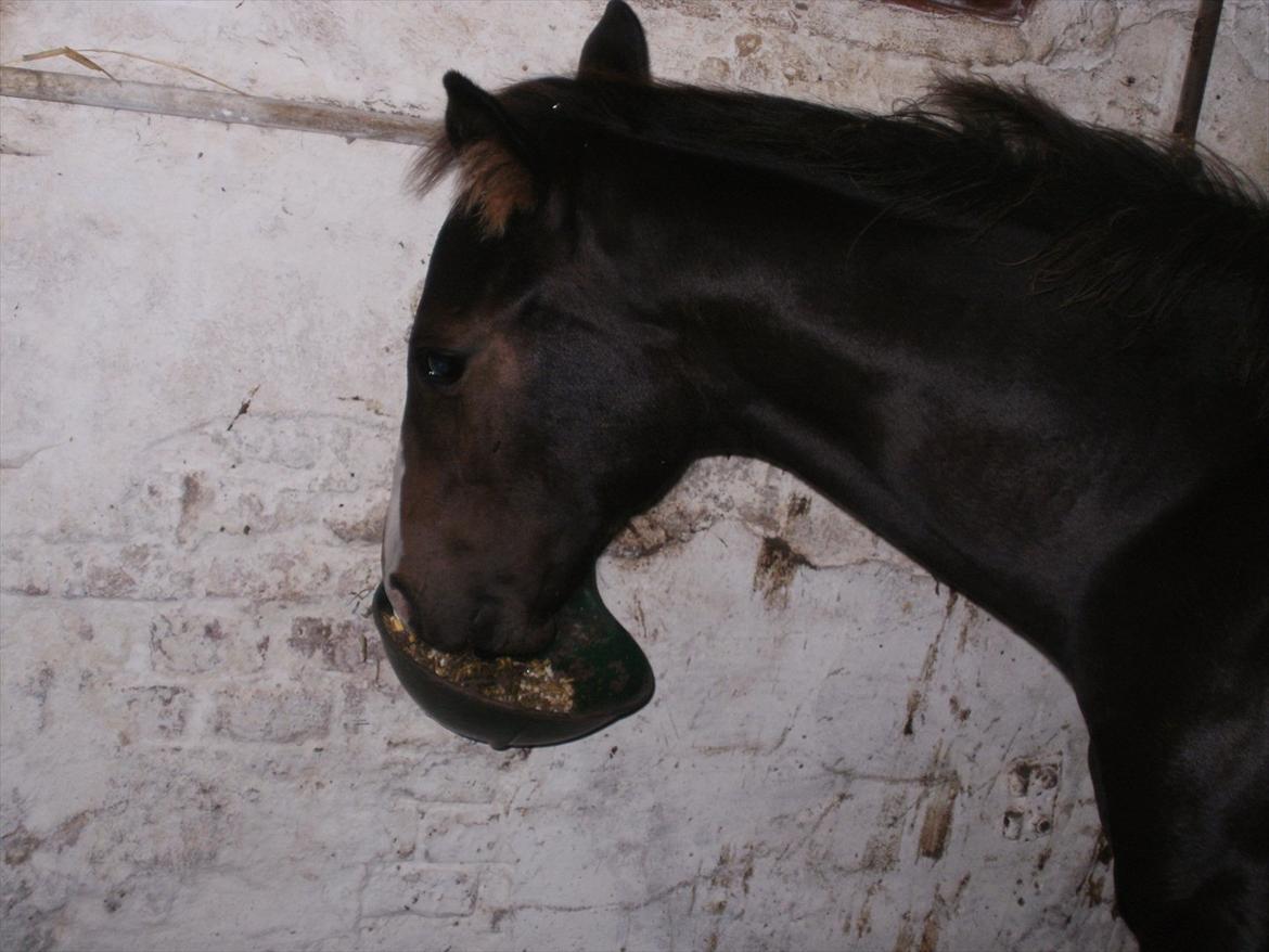 Fuldblod (XX) Miss Idaho - Nammenam.. billede 9