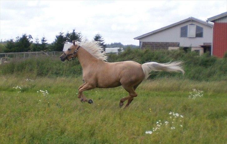 Palomino honey billede 5