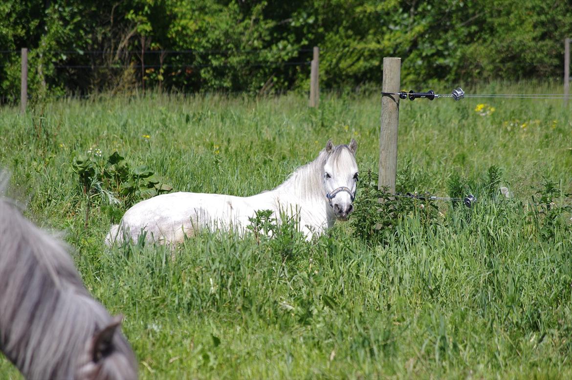 Anden særlig race Anton billede 6
