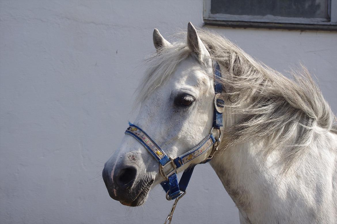 Anden særlig race Anton billede 7