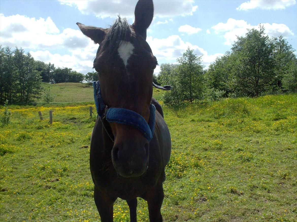 Traver Basse *Dixi Stenbäck* - Basse står på græs fold.. billede 5