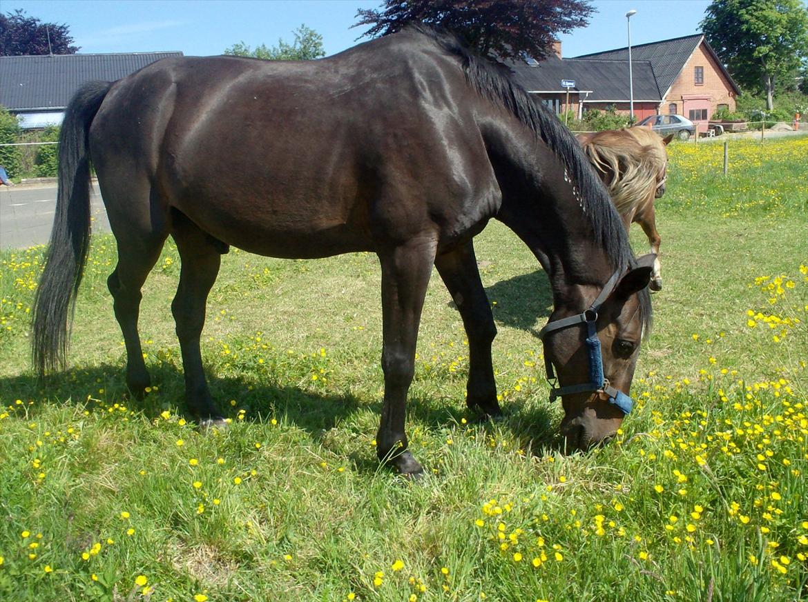 Traver Basse *Dixi Stenbäck* - Basse græsser på græs folden :D billede 6