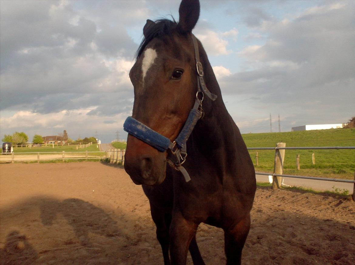 Traver Basse *Dixi Stenbäck* - Basse på fold :D billede 8