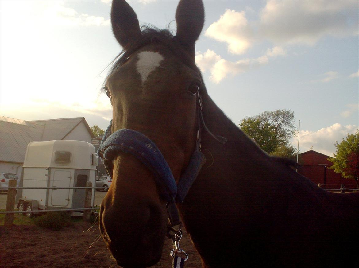 Traver Basse *Dixi Stenbäck* - Basse på fold.. :D billede 9