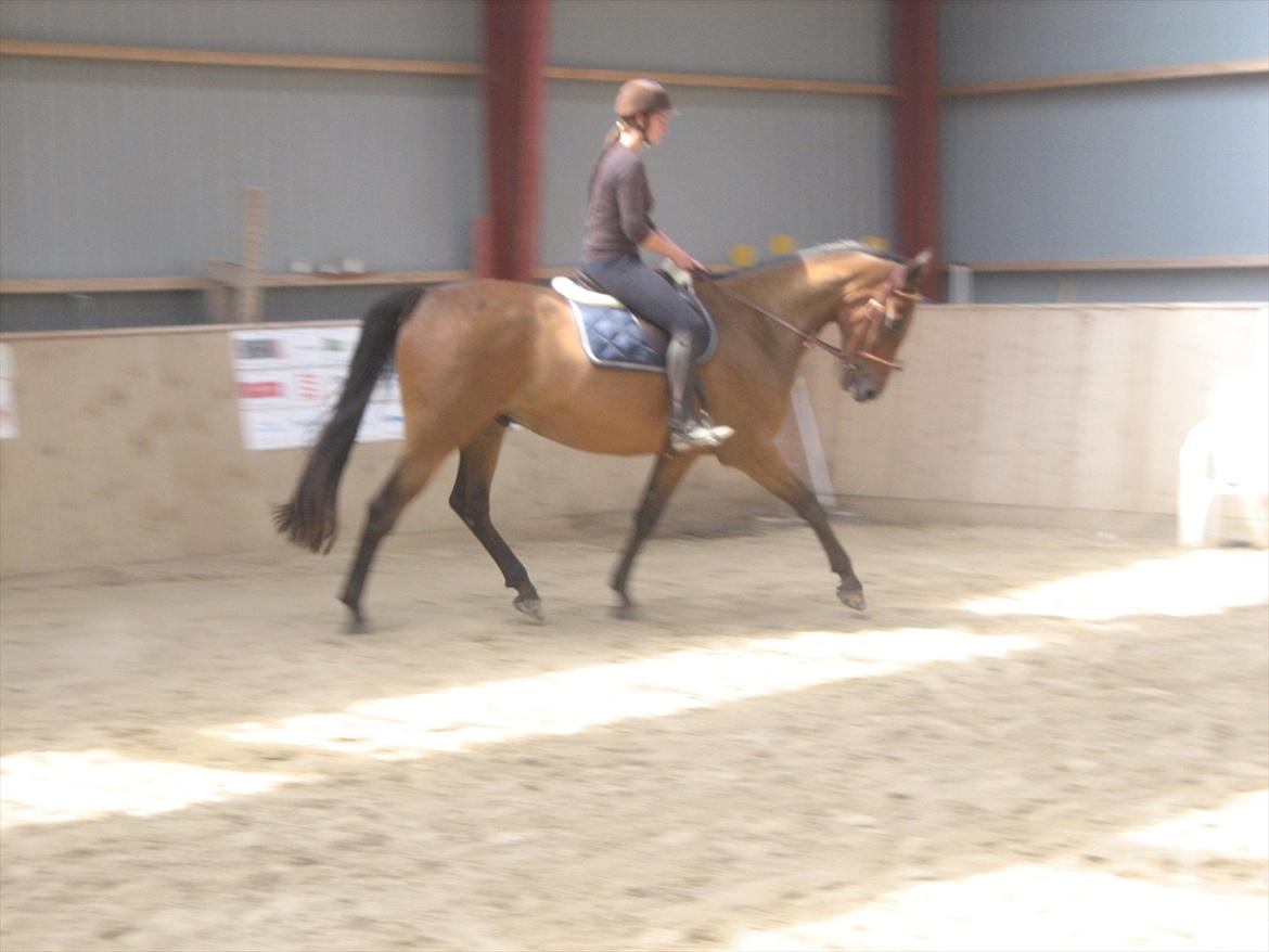 Holstener Vinson - Første gang efter pause på sommergræs. - Beklager kvaliteten, mor leger fotograf :P  billede 8