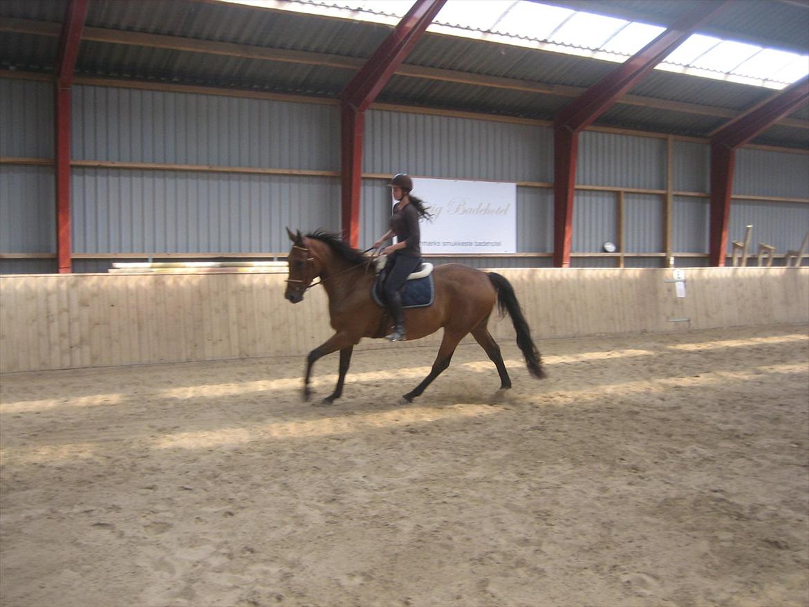 Holstener Vinson billede 9