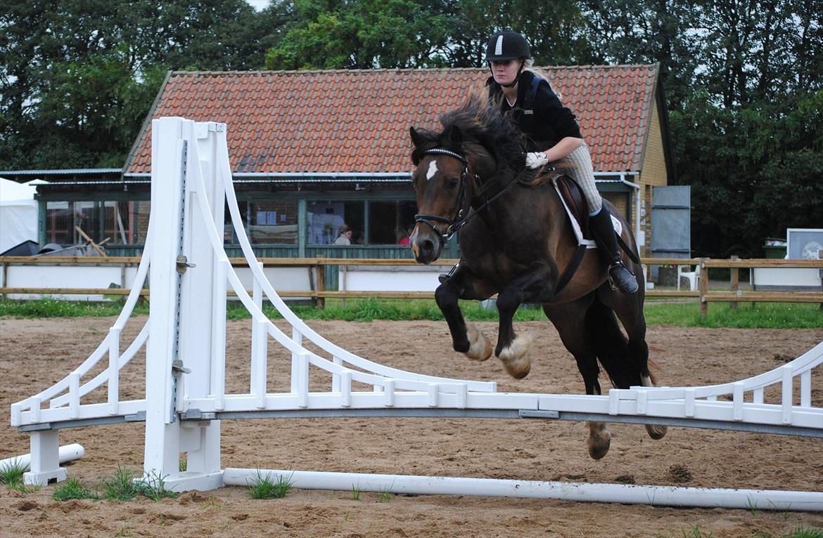 Welsh Cob (sec D) Valhallas Charlie Brown  - Spring træning. billede 16