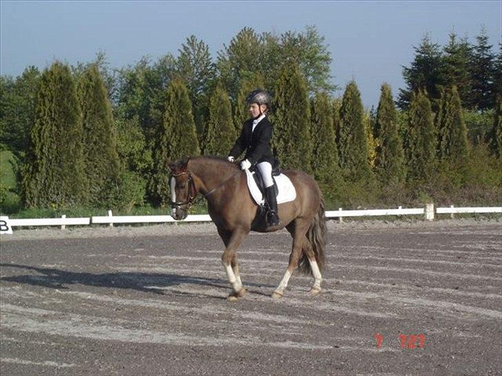 Anden særlig race cosmo de lux <3<3<3<3<3 -  min mor fandt den bedste pony i verden til mig TAK MOR!!!!!!!!! billede 12