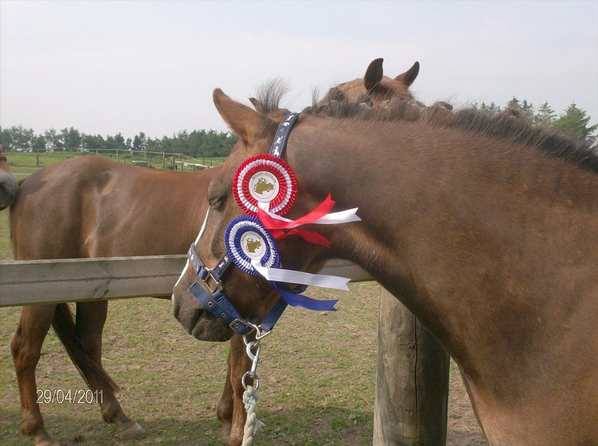 Anden særlig race cosmo de lux <3<3<3<3<3 - miin smukke pony med en 1 og en 2 plads <3<3<3<3<3<3<3<3<3<3 billede 1