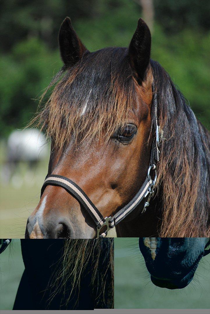 Welsh Cob (sec D) Valhallas Charlie Brown  - Smukke Charlie billede 17