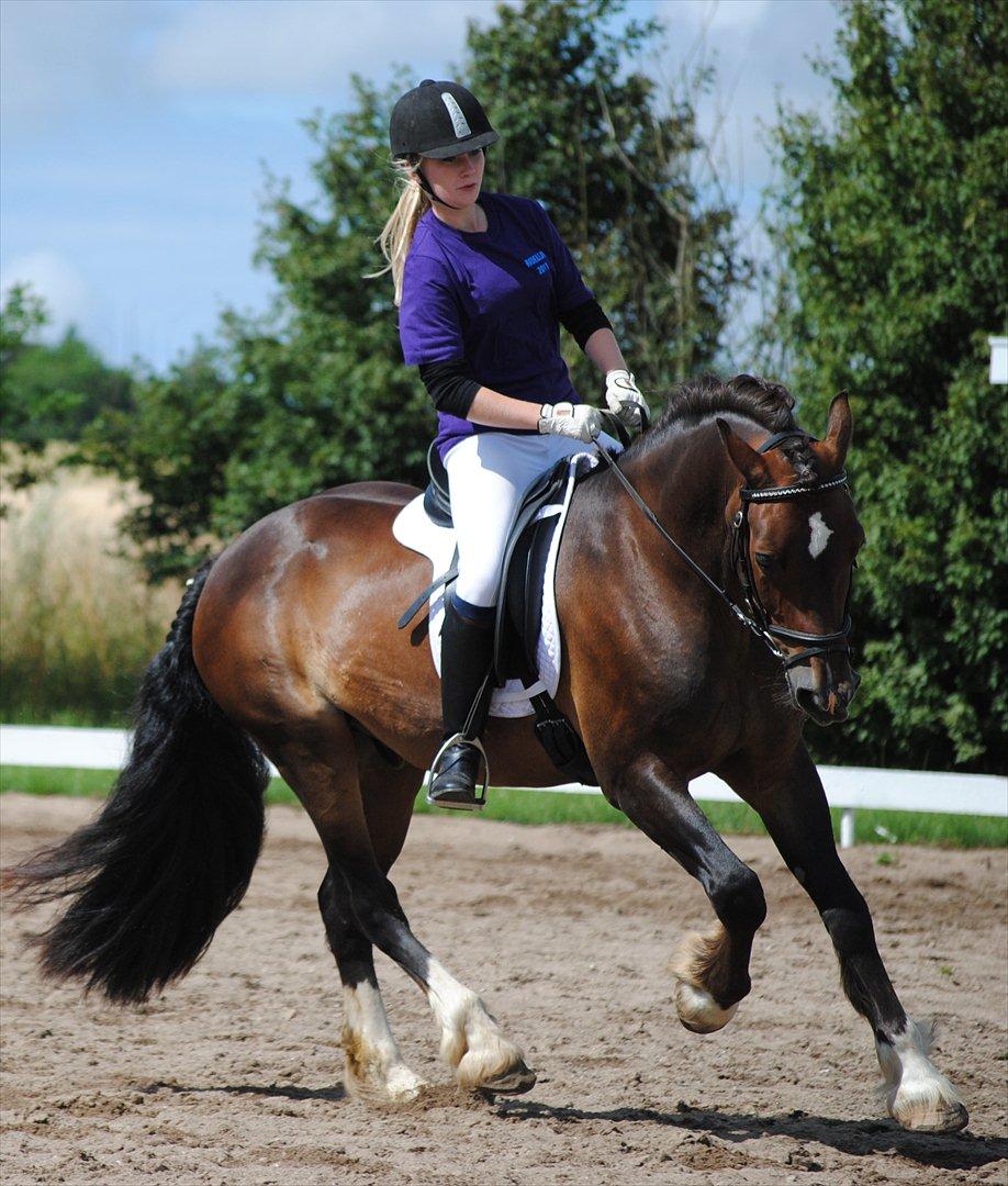 Welsh Cob (sec D) Valhallas Charlie Brown  - Dressur stævne. billede 1