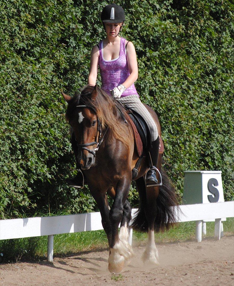 Welsh Cob (sec D) Valhallas Charlie Brown  - Dressur undervisning. billede 18