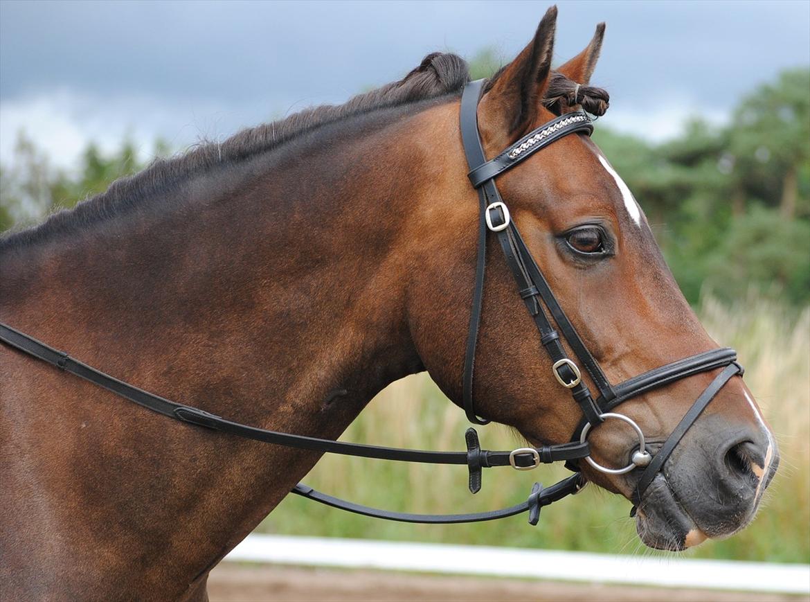 Welsh Cob (sec D) Valhallas Charlie Brown  - Charlie. billede 20