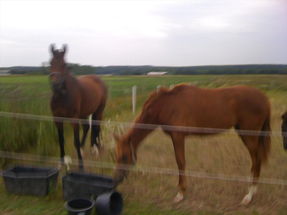 Dansk Varmblod Skovbo`s Romina - Juli 2011 billede 15