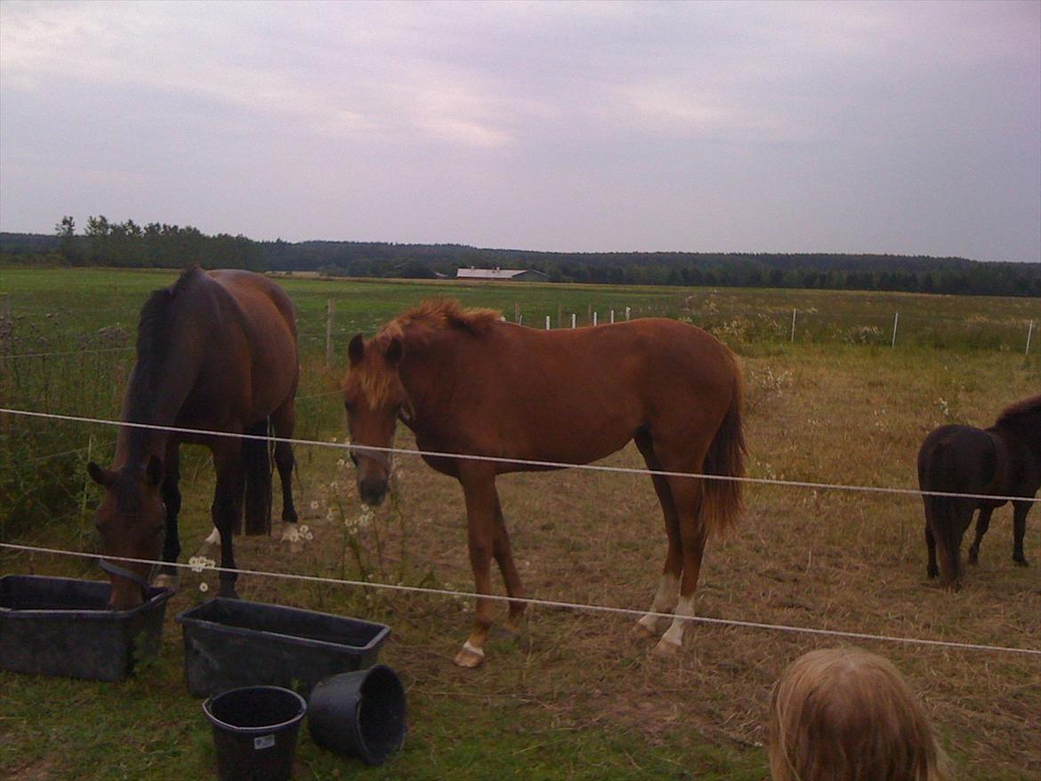 Dansk Varmblod Skovbo`s Romina - Juli 2011 billede 16