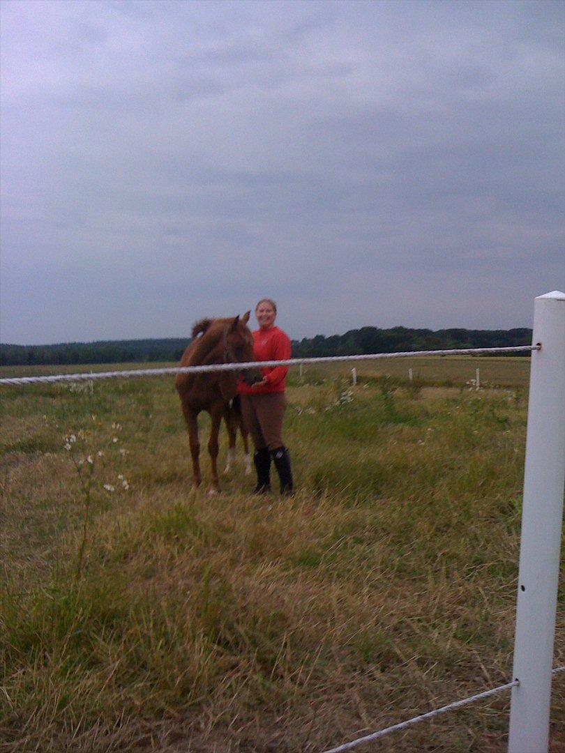 Dansk Varmblod Skovbo`s Romina billede 17