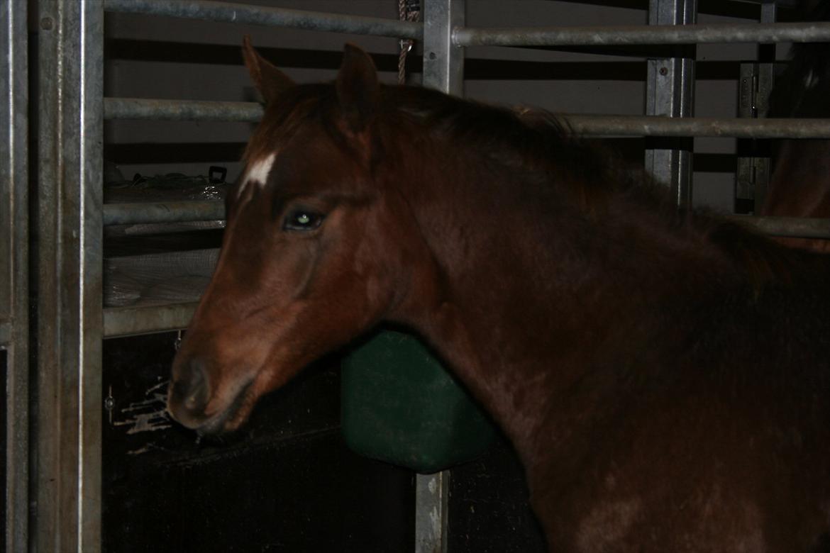 Dansk Varmblod Skovbo`s Romina - Min Dejlige smuk sak:0) billede 3