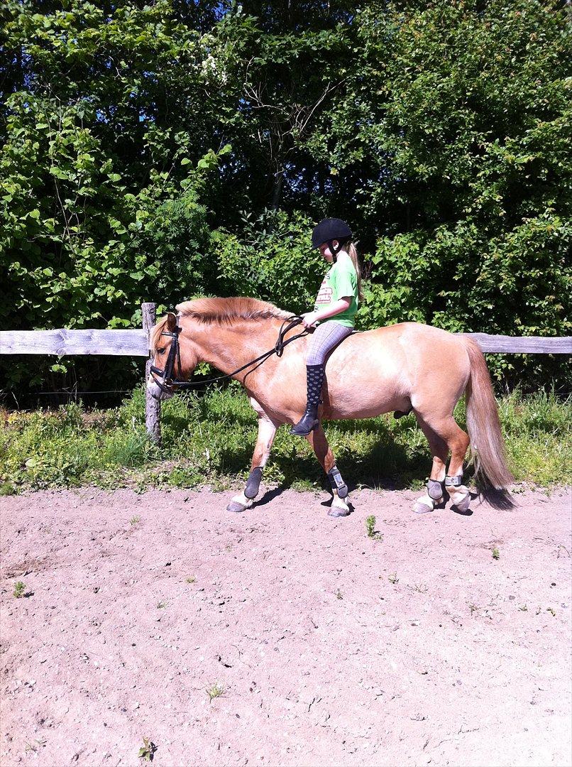 Anden særlig race Rosinni - Skønt med sommer  billede 4