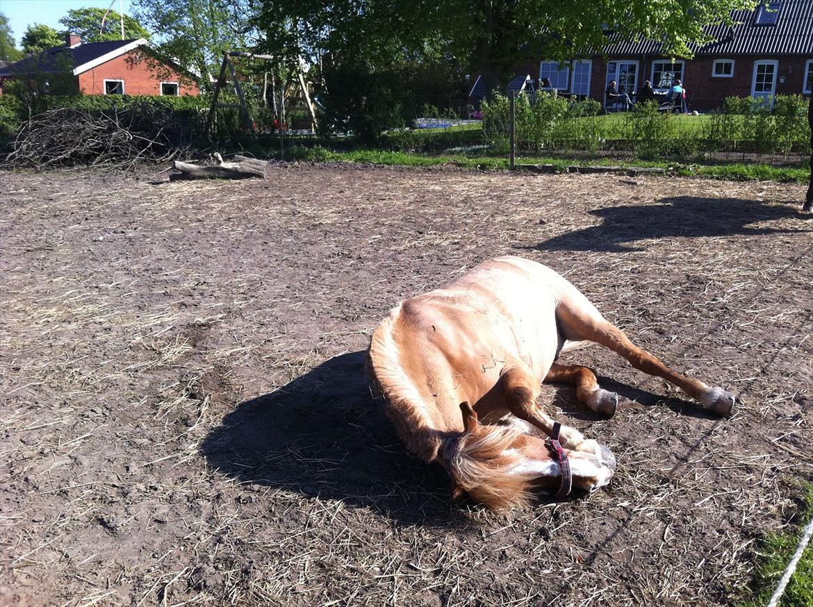 Anden særlig race Rosinni - uha det er dejligt...... billede 5