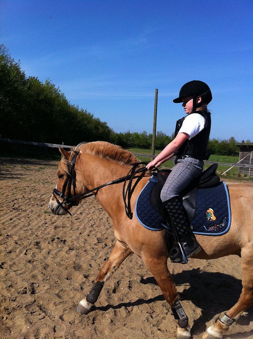 Anden særlig race Rosinni - Hygge med sol og en ridetur. billede 6