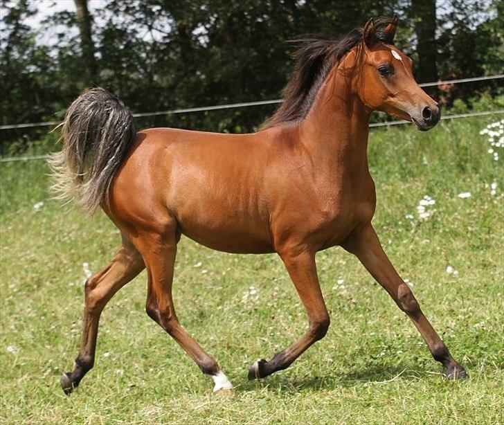 Arabisk fuldblod (OX) Chanel Cosh - Taget af Davidson Arabians billede 6
