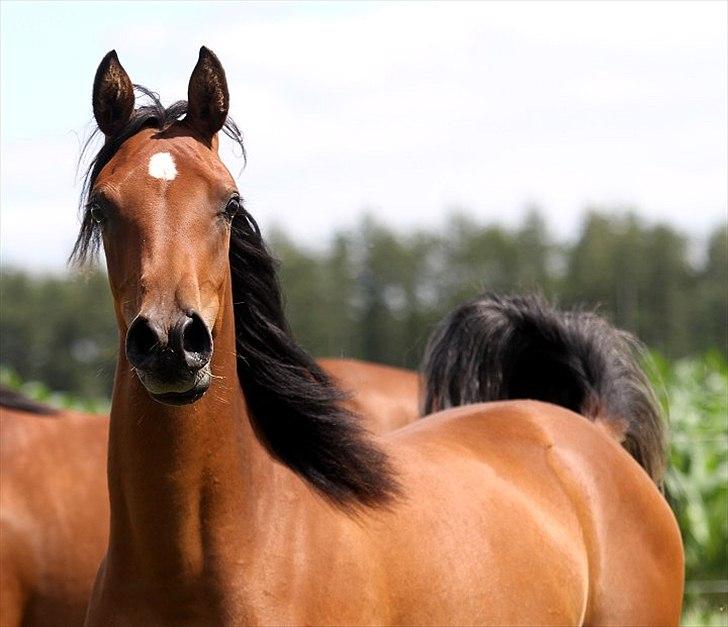 Arabisk fuldblod (OX) Chanel Cosh - Taget af Davidson Arabians billede 5