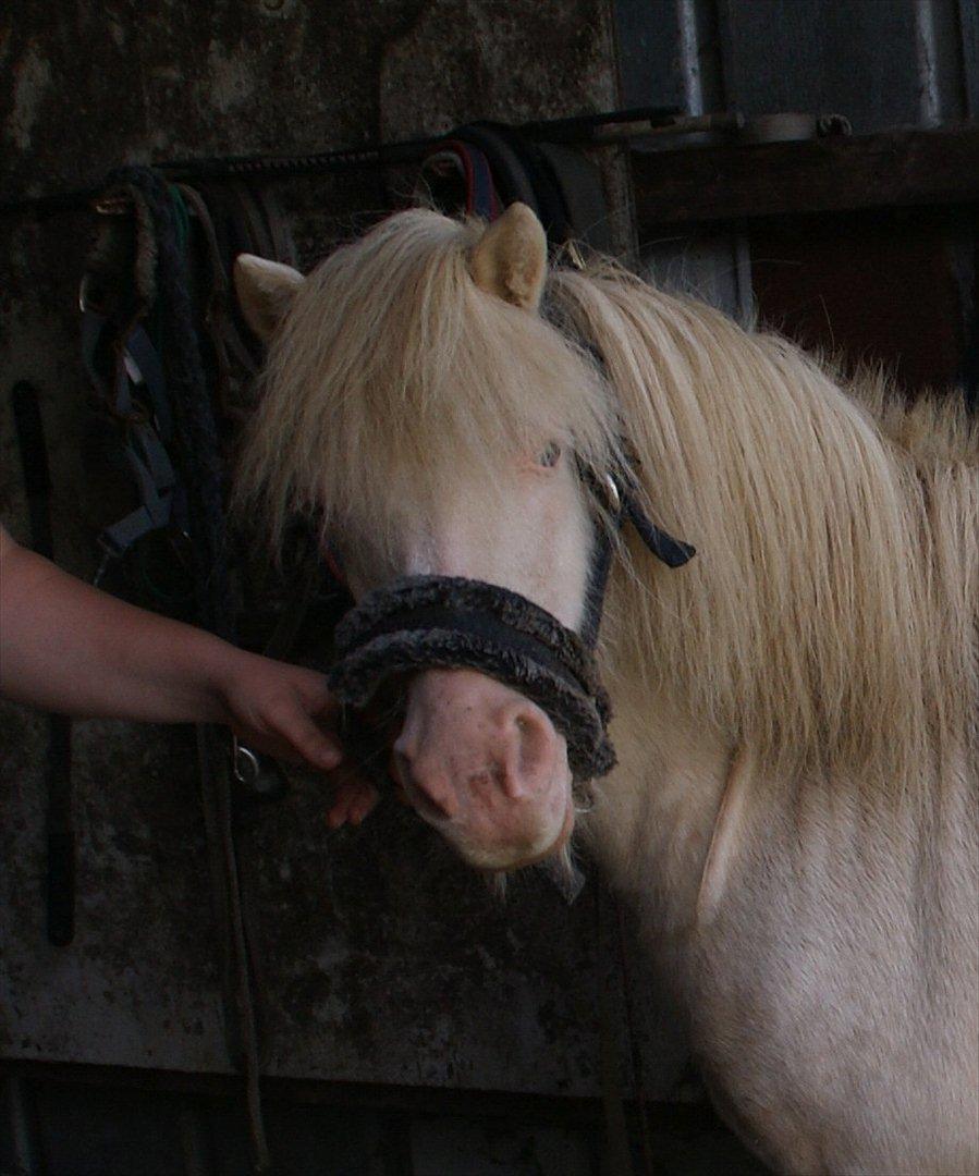 Anden særlig race Perle billede 2