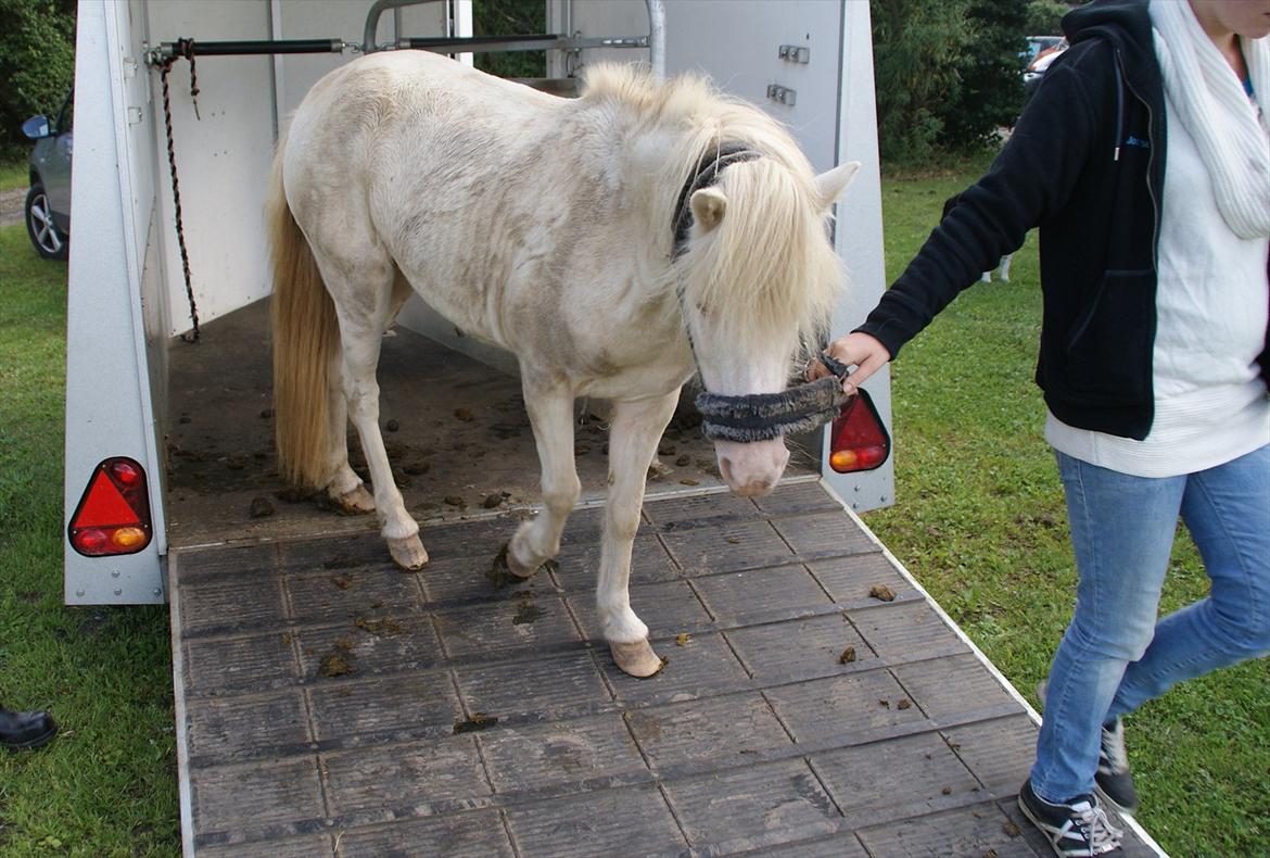 Anden særlig race Perle billede 3