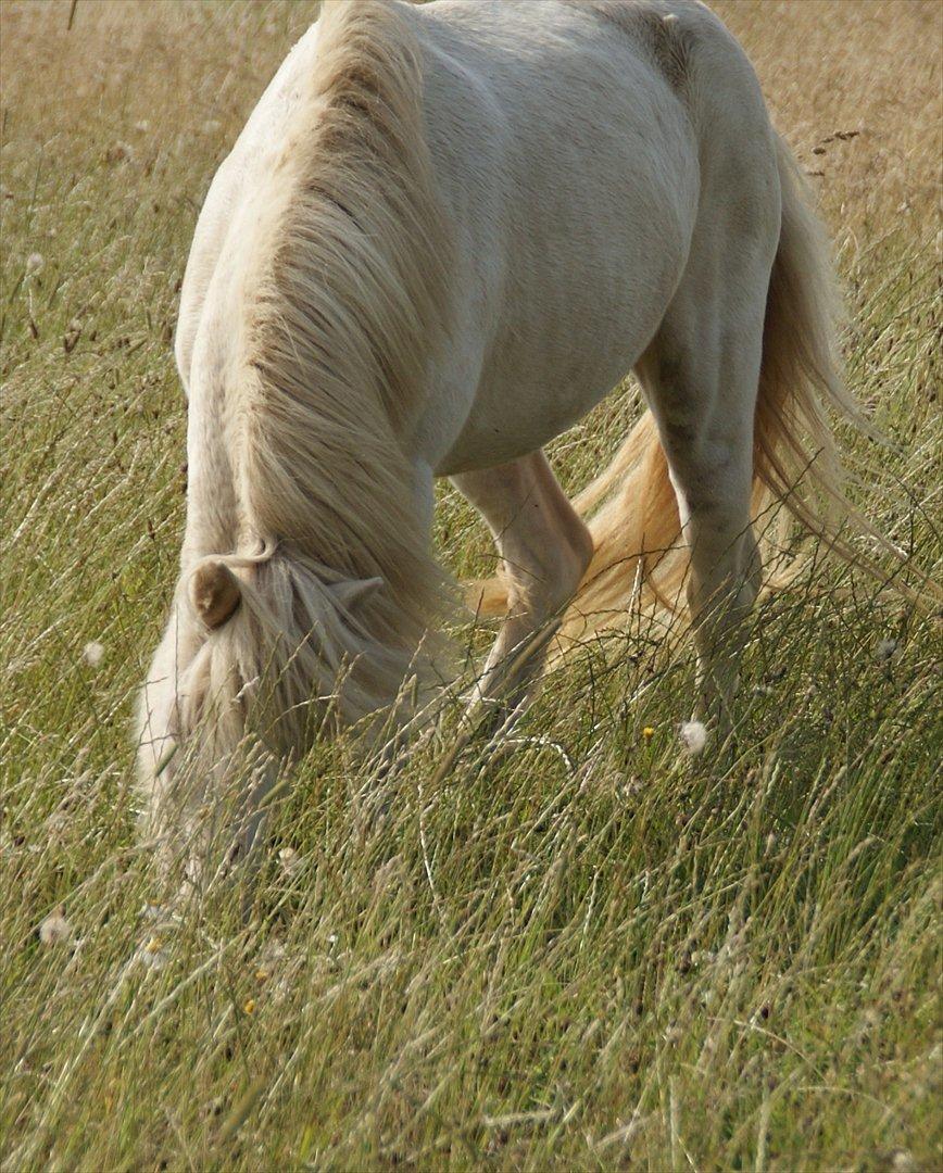 Anden særlig race Perle billede 5