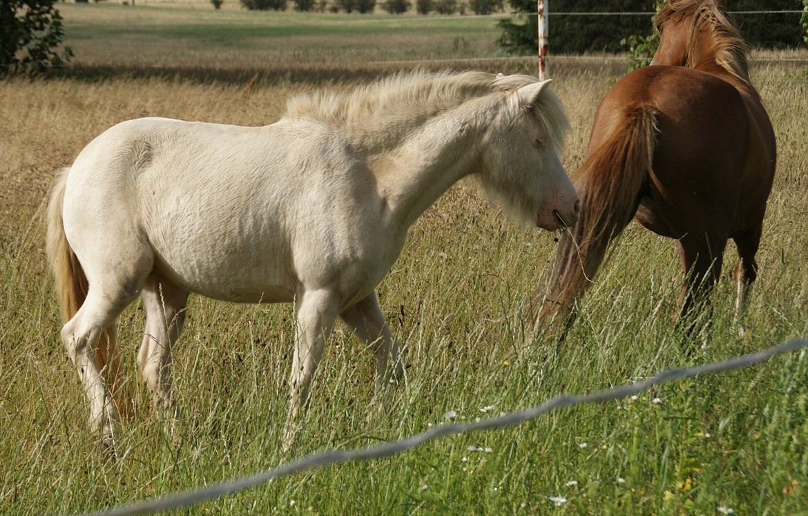 Anden særlig race Perle billede 7