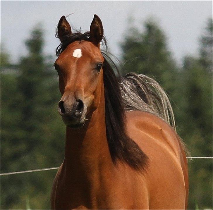 Arabisk fuldblod (OX) Chanel Cosh billede 7