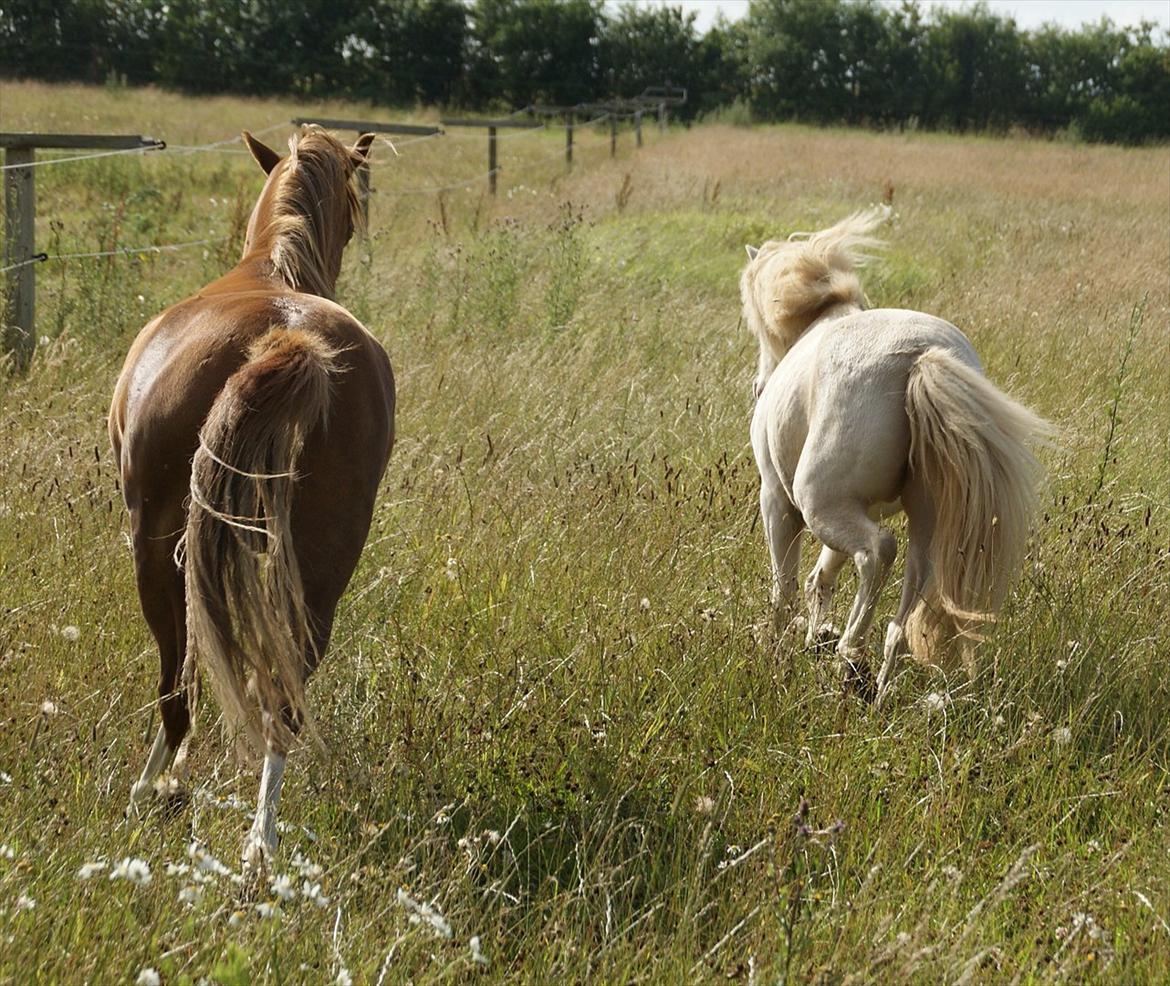 Anden særlig race Perle billede 8