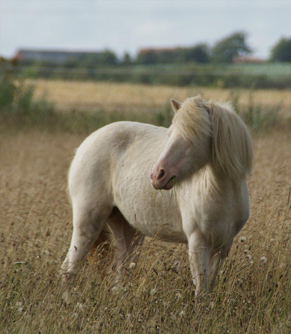 Anden særlig race Perle billede 9