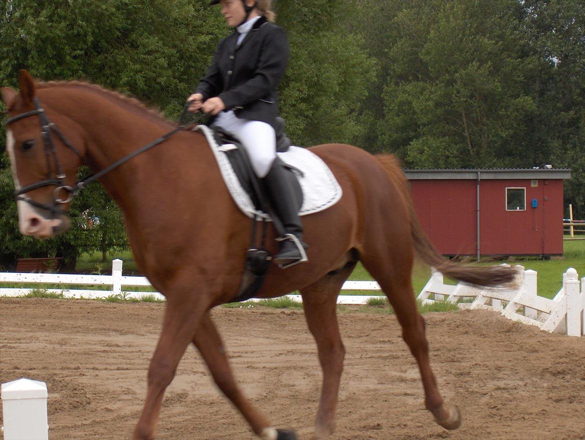 Anden særlig race Skovgårds Viktor - TNKR 17/7-2011 - Viggoboy var så sød! :D billede 2