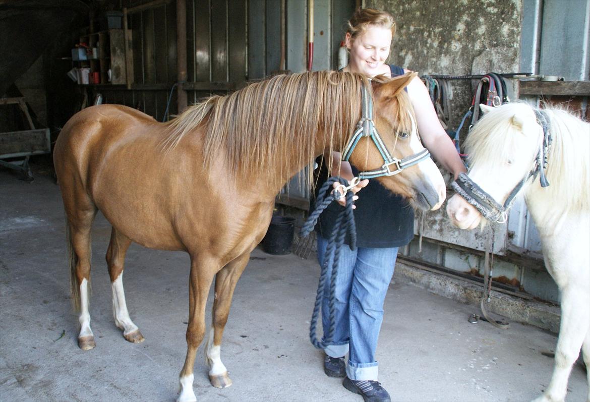 Welsh Pony (sec B) Caya's Angel - Sommer 2011 billede 12