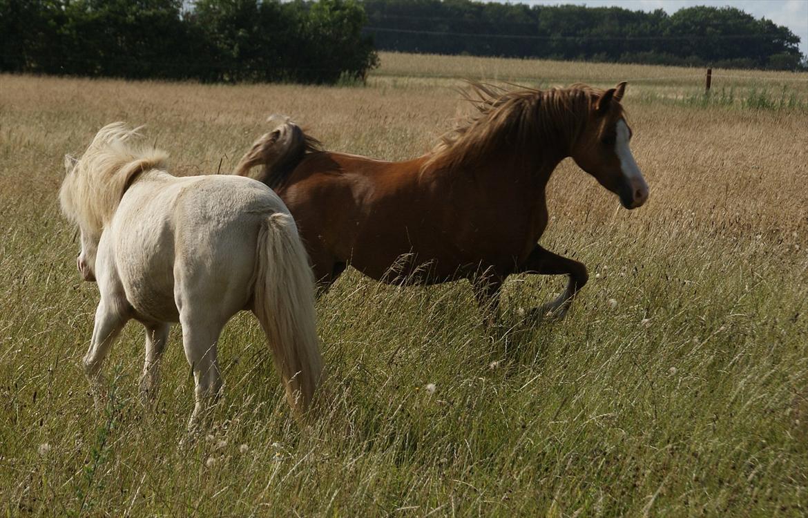 Welsh Pony (sec B) Caya's Angel - Sommer 2011 billede 13