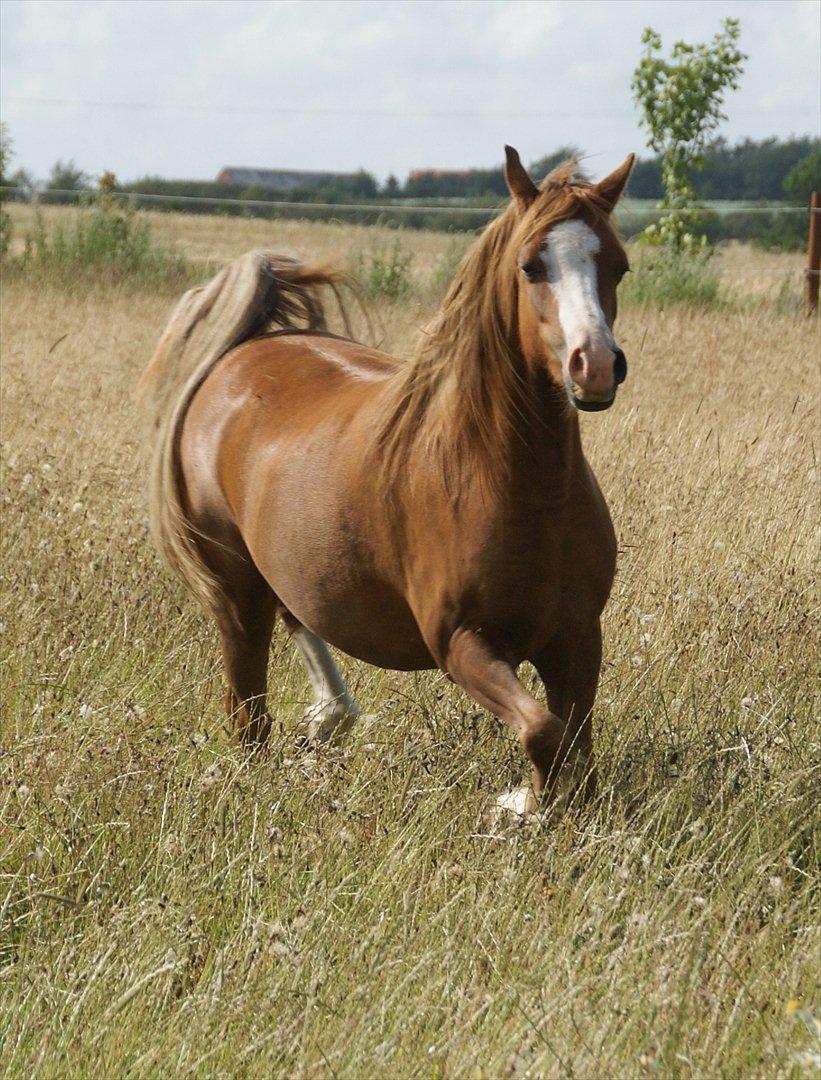 Welsh Pony (sec B) Caya's Angel - Sommer 2011 billede 14