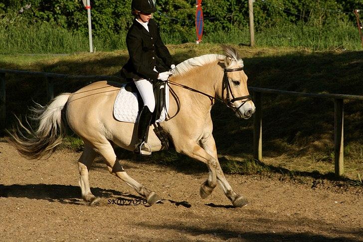 Fjordhest Ricky Lærkedal - dressur på Birken 2011 - skovfoto billede 2