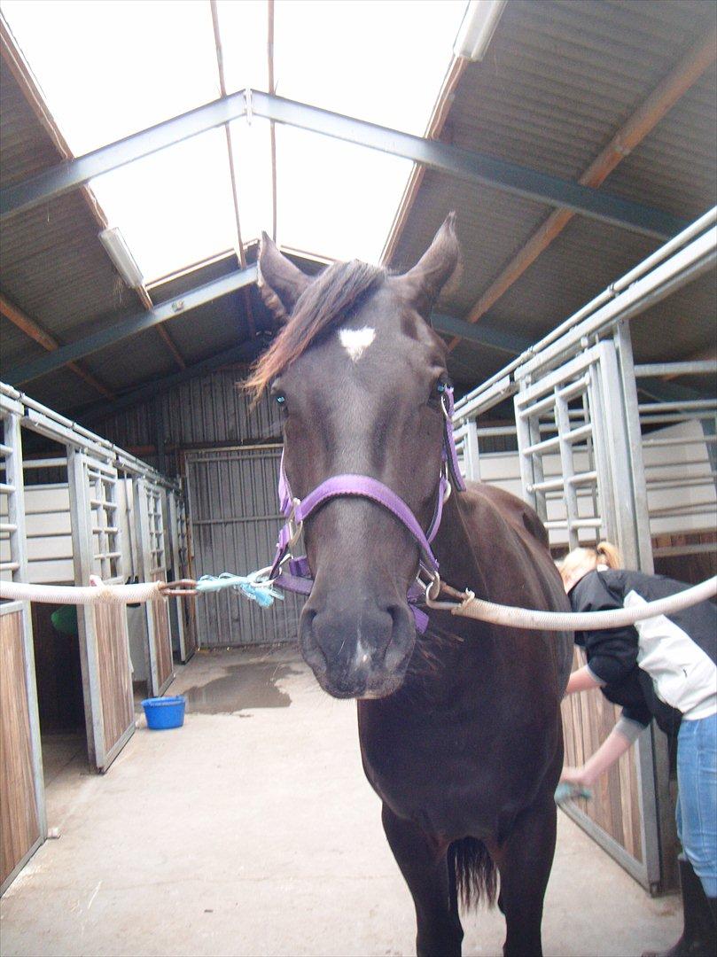 Oldenborg Sokhøjs Felix billede 2