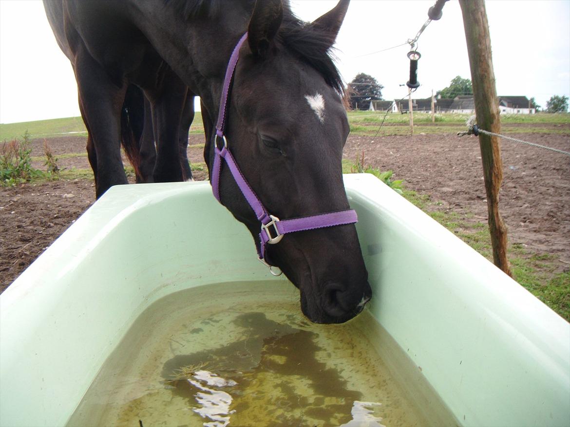 Oldenborg Sokhøjs Felix billede 8