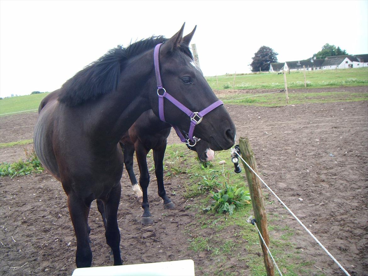 Oldenborg Sokhøjs Felix billede 9