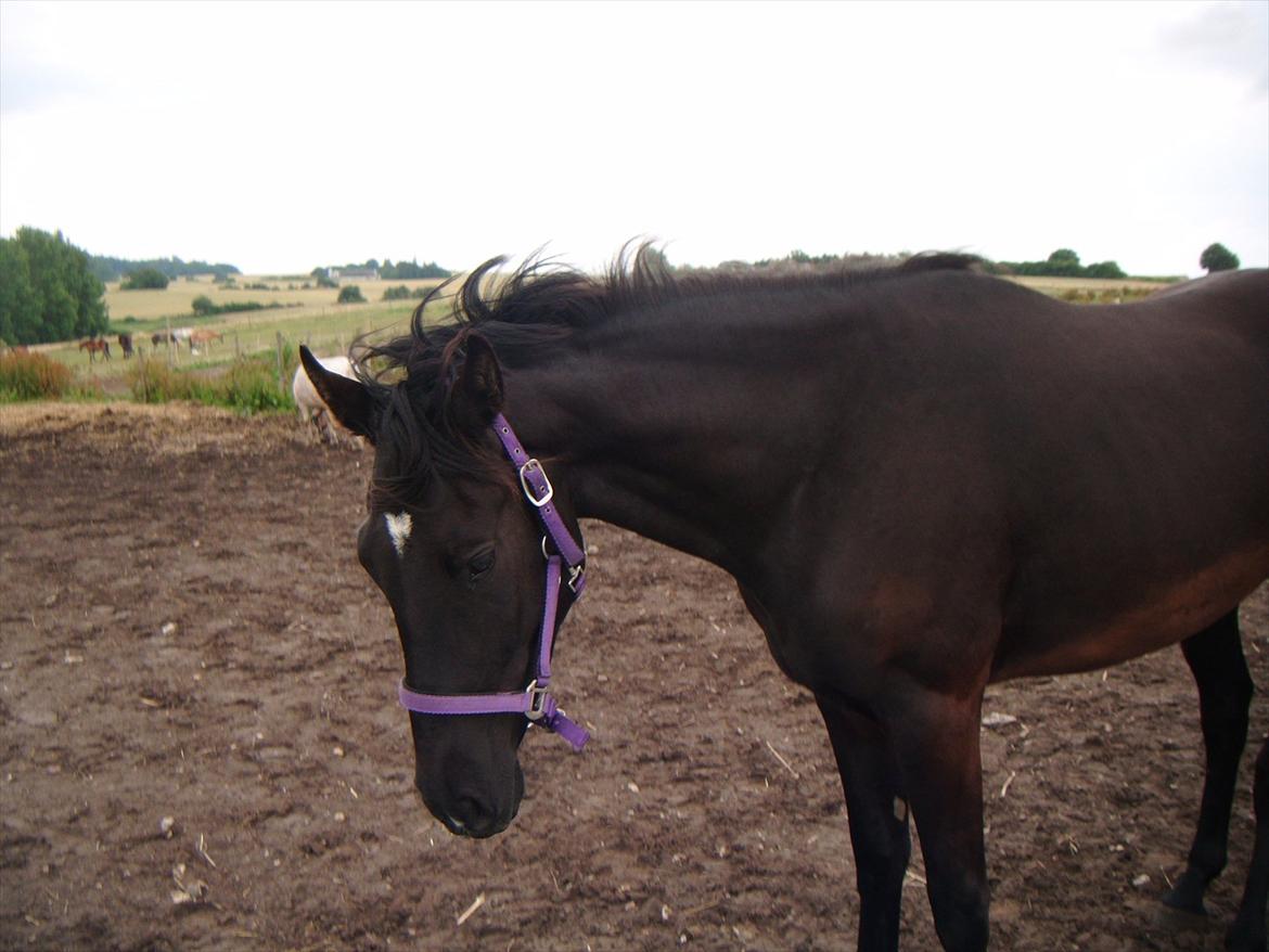 Oldenborg Sokhøjs Felix billede 10