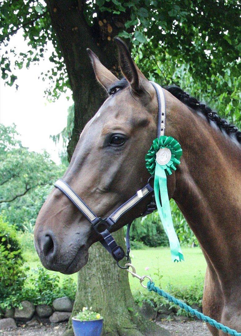 Holstener Enghøjs Minuet - Hjemvendt fra første stævne :) billede 1