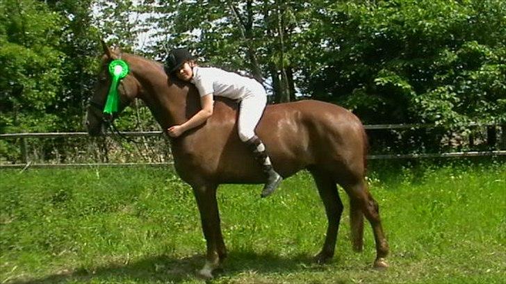 Dansk Varmblod Nørringsholms Play Red - Her fik vi en 5. plads, til Billunds c-stævne i en la 2. billede 2