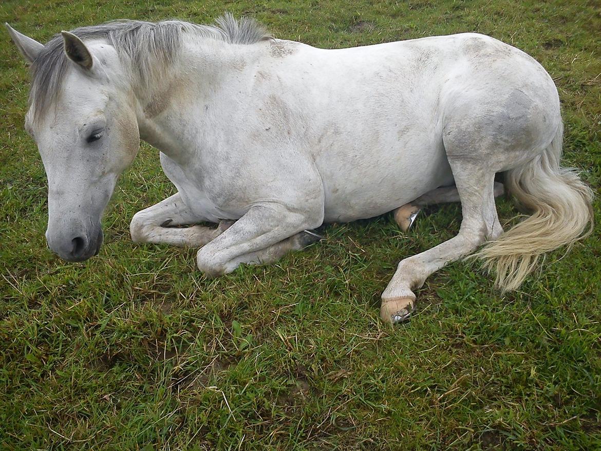 DSP Holmgaards Galant SOLGT - Min smukke pony tager sig en lur Zzz Tak for kigget, smid gerne en kommentar.
 billede 16