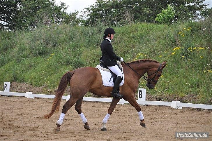 Dansk Varmblod Nørringsholms Play Red - Velkommen til Freddy´s profil: :D Min smukke dreng ;D Jeg elsker dig min dreng <3 billede 1