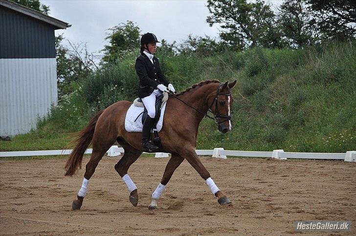 Dansk Varmblod Nørringsholms Play Red - fin dreng <3 billede 19